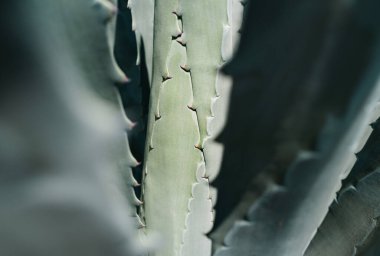 Agave 'ı kapatın. Çöl sırtında kaktüs, kaktüs ya da kaktaceae deseni. Agave kaktüsü