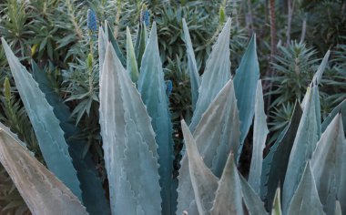 Agave. Kaktüs sırtı, kaktüs tasarımı ya da kaktaceae deseni