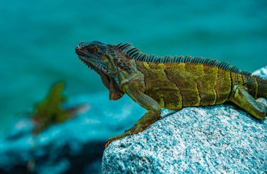 Yeşil iguana, aynı zamanda Amerikan iguanası olarak da bilinir, Iguana cinsinin otçul türleri.