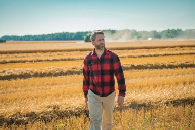 Çiftçi buğday tarlasını kontrol ediyor. Çiftçi çiftlikteki hasatı inceliyor. Altın buğday çiftçiliğe hazır. Çiftçilerin ektiği topraklar. Çiftçi bitkilerin büyümesini inceliyor. Tarlada yürüyen bir tarım işçisi