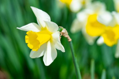 Bahar Narcissus çiçeği açtı. Bahar narsisleri çiçek açar. Bahçedeki Narcissus çiçekleri. Çiçek açan bir narsistin yakın çekimi. Çiçekler bahar arkaplanı