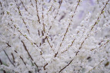 Çiçek arka planı. Bahar arka planı. Çiçek açan doğal bir geçmişi var. Çiçek açan güzel bir pankart. Bahar çiçeği şablonu. Bahar tasarımı için çiçek dokusu. Gelişmiş arkaplan