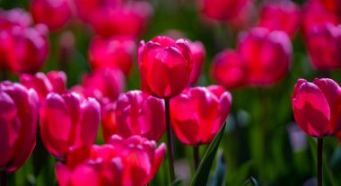 Bahar çiçeği laleleri. Paskalya ya da Sevgililer Günü için bahar arkaplanı. Baharda arka planda bulanık bir buket lale. Bahar tasarımı