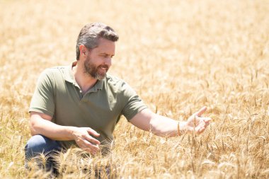 Buğday çiftliği. Tarlada çalışan bir adam. Kırsalda çiftçilik. Tarlada çiftçilerle birlikte çiftlik arazisi. Çiftçi adam olgun arpa topluyor. Adam hasadı kontrol ediyor. Çiftçi hasatı inceliyor