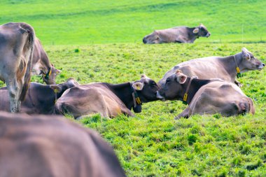 Jersey İneği dağlık çayırlarda otluyor. Gün batımında inekler. Yeşil çayır üzerinde bir inek. İnekler yeşil alana bakıyor. Meadow 'da inekleri olan bir çiftlik. Çiftlikteki çim tarlasında inek. Otlakta otlayan inekler