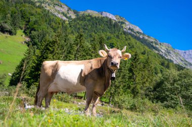 Süt inekleri. Meadow 'da inek. Yeşil tarladaki sığırlar. Çimenli otlaktaki inek. Kırsalda bir inek. İnekler yaz otlaklarında otlar. İneklerle dolu kırsal araziler. Otlaktaki inekler. Sığır ineği otluyor