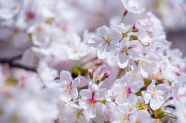 Bahar arka planı. Beyaz çiçekli çiçek dalı. Bahar çiçekleri. Beyaz çiçekler meyve ağacı. Sakura. Çiçek açan kiraz ağaçları. Bahar bahçesinde çiçek açan elma ağacı
