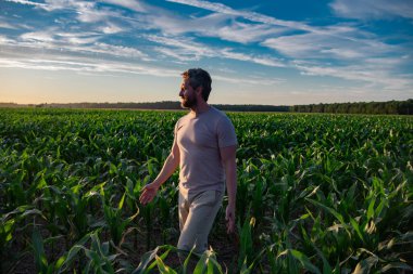 Mısır tarlasında duran bir çiftçi. Çiftlikte mısır toplayan bir adam. Hasat zamanında tarlada çalışan bir çiftçi. Kırsal kesimde mısır hasadı. Çiftlikteki mısır tarlasında bir adam
