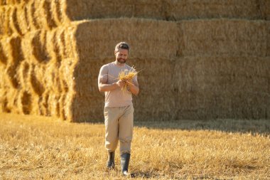 Çiftçi saman balyalarının yanında duruyor. Çiftçi başarılı bir hasattan sonra samanı inceliyor. Buğday tarlasında çiftçi Hasat Saman 'dan sonra. Hasat edilen samanların üzerinde çiftçi portresi.