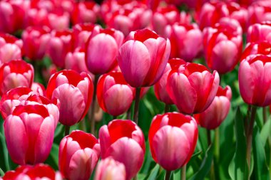 Bahar zamanı lale tarlası. Yakın plan lale çiçeği arka planı. Bahçede renkli lale çiçek açıyor. Yumuşak odaklanma. Bir sürü lale arka planı bulanıklaştırmış. Bahçede açan laleler