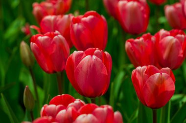 Bahar günü lale tarlasında kırmızı lale çiçeği. Parktaki renkli pembe laleler. Bahar manzarası. Baharda kırmızı lale bahçesi. Lale. Bahar doğasında bir buket güzel lale. Kapat.