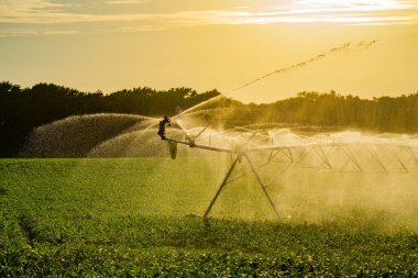 Tarım bitkilerini sulamada kullanılan sulama sistemi. Fıskiyeler yaz çiftliği tarlasını suluyor. Sulama sistemi, tarlada mısır fıskiyeleri, kuru mevsim. Sulama sistemi çalıştırılıyor