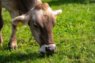 Jersey İneği dağlık çayırlarda otluyor. Gün batımında inekler. Yeşil çayır üzerinde bir inek. İnekler yeşil alana bakıyor. Meadow 'da inekleri olan bir çiftlik. Çiftlikteki çim tarlasında inek. Otlakta otlayan inekler