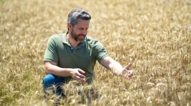Buğday hasadı. Tarlada çalışan bir adam. Kırsal kesimde geleneksel tarım. Hasat tarlaları olan bir çiftlik. Olgun arpa toplayan çiftçi. Çiftçi hasatı kontrol ediyor. Denetleyen adam