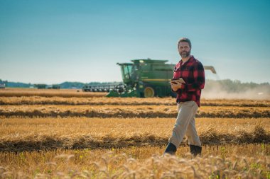 Hasat zamanı. Tarlada çalışan bir adam. Kırsal kesimde geleneksel tarım. Hasat tarlaları olan çiftlik arazisi. Olgun arpa toplayan çiftçi. Çiftçi hasatı kontrol ediyor. Denetleyen adam
