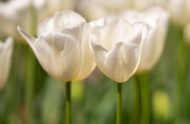 Bahar bahçesinde beyaz yumuşak lale. Bahar parkında çiçek açan güzel çiçekler. Odaklanmayı seç. Tender Spring arka planı. Laleler Tulipa. Nisan 'da çiçek bahçesinde. Şefkat çiçek açar.