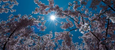 Güneşli bir bahar günü. Mavi gökyüzünde çiçek açan bir ağacın dallarının bahar arkaplanı. İlkbaharda kiraz ağaçları çiçek açar. Beyaz erik çiçeği, güzel beyaz çiçekler, erik dalı. Dalda çiçek aç