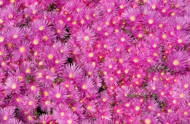 Üst Manzara. Bahçede pembe asterler, pembe papatya deseni. Violet papatya çayı geçmişi. Pembe ve mor yosun çiçekleri.