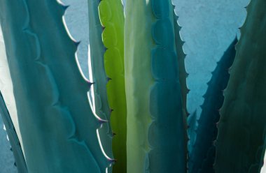 Kaktüs sırtı, kaktüs tasarımı ya da kaktaceae deseni