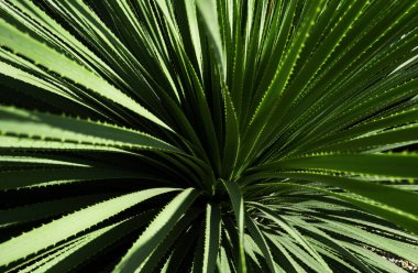 Kaktüs sırtı, kaktüs tasarımı ya da kaktaceae deseni. Agave kaktüsü