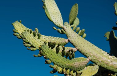 Gökyüzü sırtı üzerindeki kaktüs, kaktüs tasarımı veya kaktaceae deseni