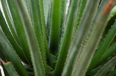 Agave, kaktüs sırtı, kaktüs ya da kaktaceae deseni.
