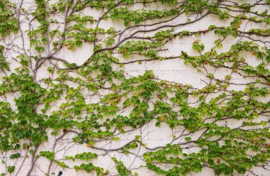 Yeşil yapraklı arka plan. Soyut yeşil yaprak dokusu, yaprak yaprağı doğası. Yeşil arkaplan