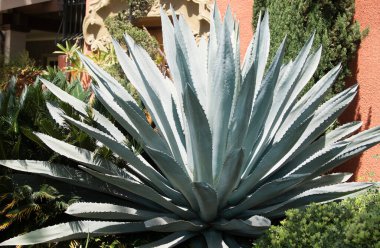 Agave. Kaktüs sırtı, kaktüs tasarımı ya da kaktaceae deseni