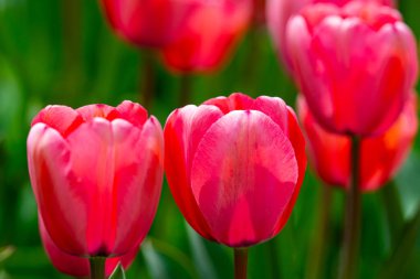 Bu bir lale. Bahar çiçeği.