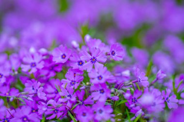 Çiçekler çiçek açar. Moss Plox. Çiçek arkaplanı. Çiçek açan doğal bir geçmişi var. Bahar çiçekleri. Bahar çiçeği şablonu. Bahar tasarımı için çiçek dokusu. Gelişmiş arkaplan