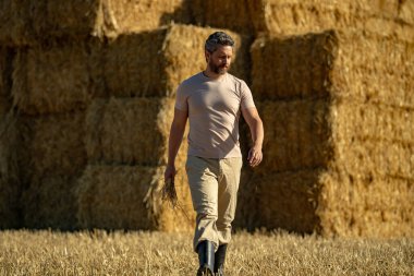 Hasattan sonra buğday tarlası. Saman topluyorum. Buğday tarlasında çiftçi Hasat Saman 'dan sonra. Hasattan sonra ekinler. Çiftlik yaşam tarzı. Ahır, Hay Rolled Bales. Çiftlikte Saman. Çiftlik hayvanları çiftliği
