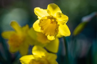 Narcissus çiçeği çiçek açtı. Bahar güzeli. Narcissus çiçekleri. Bahçedeki Narcissus çiçekleri. Çiçek açan bir narsistin yakın çekimi. Çiçekler bahar arkaplanı