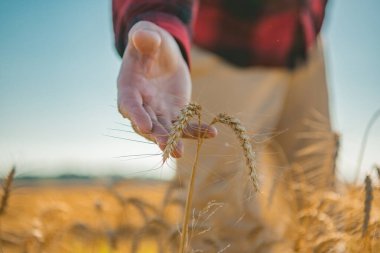 Çiftçiler buğdaya dokunur. Sonbahar hasadı. Tahıl ekinleri hasat için hazır. Buğday yetiştiricisi. Organik buğday çiftliği. Olgun dikenleri tutan çiftçi. Buğday ekili çiftçi hasat ediyor. Organik