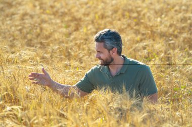 Buğday çiftliği. Tarlada çalışan bir adam. Kırsalda çiftçilik. Tarlada çiftçilerle birlikte çiftlik arazisi. Çiftçi adam olgun arpa topluyor. Adam hasadı kontrol ediyor. Çiftçi hasatı inceliyor