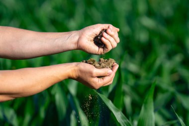 Toprak çiftçilerin elinde. Toprak ekime hazır. Çiftçi toprağı tutar. Agronomist çiftlikte toprağı kontrol ediyor. Ekim mevsimi. Humus verimli toprak ekime hazır. Kirli iş