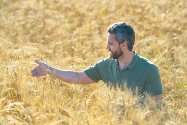 Buğday çiftliği. Tarlada çalışan bir adam. Kırsalda çiftçilik. Tarlada çiftçilerle birlikte çiftlik arazisi. Çiftçi adam olgun arpa topluyor. Adam hasadı kontrol ediyor. Çiftçi hasatı inceliyor