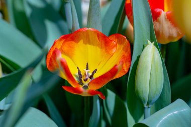Çiçek baharı. Bir avuç lale. Bahar çiçeklerini kapat. Bahçede açan muhteşem laleler. Lale çiçeği bitkileri. Bahar çiçeği arkaplanı