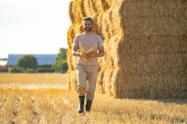 Hasat edilen samanların üzerinde çiftçi portresi. Çiftçi saman balyalarını stokluyor. Buğday tarlasında çiftçi Hasat Saman 'dan sonra. Hasattan sonra ekinler. Çiftlik yaşam tarzı. Ahır, Hay Yuvarlanmış Balyalar
