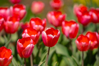 Bahar zamanı kırmızı güzel lale tarlası. Lale çiçeği arkaplanını kapat. Renkli laleler güneşli yaz ve bahar günlerinde bahçede çiçek açıyor. Seçici yumuşak odak