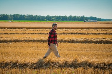 Hasat zamanı. Tarlada çalışan çiftçi. Kırsalda çiftçilik. Hasat tarlaları olan çiftlik arazisi. Olgun arpa toplayan çiftçi. Çiftçi hasatı kontrol ediyor. Çiftçi hasatı inceliyor.