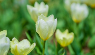 Gelişmiş arka plan. Bu bir lale. Bahar çiçeği.