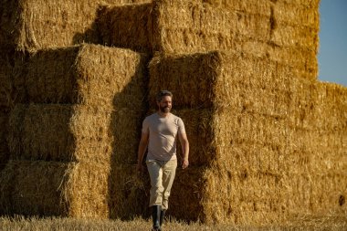 Buğday tarlasında çiftçi Hasat Saman 'dan sonra. Hasattan sonra ekinler. Çiftlik yaşam tarzı. Ahır, Hay Rolled Bales. Çiftlikte Saman. Çiftlik hayvanları yetiştiriciliği. Tarım işletme konsepti