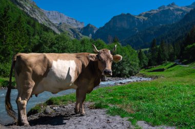 İnek. Çimenlikteki sığırlar
