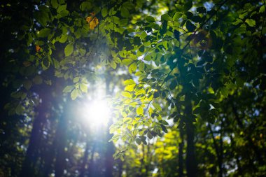 Yaz tabelasında yeşil yaprak. Çevre ekolojisi ya da yeşillik duvar kağıdı. Yeşil yapraklı arka plan. Doğa geçmişi. Yaprakların bulanık arkaplanı. Yaprak yeşili doğa yeşil arkaplan