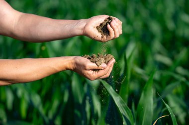 Toprak çiftçilerin elinde. Toprak ekime hazır. Çiftçi toprak topluyor. Agronomist çiftlikteki toprağı ve bitki sağlığını kontrol ediyor. Ekim mevsimi. Humus verimli toprak ekime hazır. Kirli iş