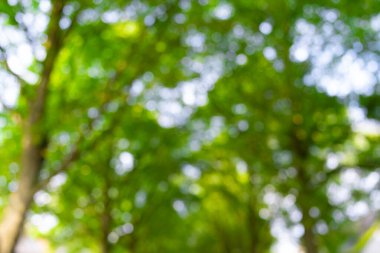 Bulanık doğal yeşil yapraklar bokeh arkaplan. Doğadaki yeşil bokeh soyut bulanık arkaplan. Bulanık yeşillik. Bulanık yeşil yaprak arka planı. Pankart ve poster için bulanık yeşil arkaplanda yapraklar