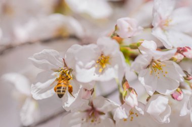 Mavi arkaplanlı kiraz çiçeği. Bahar zamanı beyaz kiraz çiçekleri. Beyaz çiçek açan kiraz ağacı dalının yakın plan fotoğrafı. Bir bahar günü kiraz çiçeklerinin beyaz çiçekleri