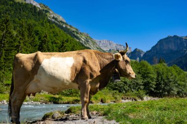 Bahçedeki inekler. İnek çayırda otluyor. Holstein ineği. Eko inek çiftliği. Dağ tarlasında inekler. Yaz otlağında inekler. Tarlada taze otla otlayan inek sürüsü manzarası