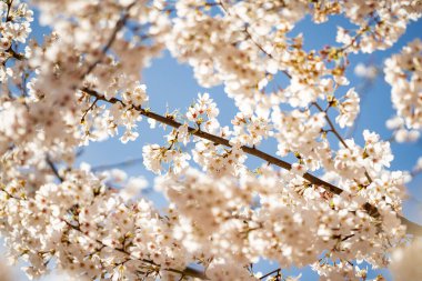 Güneşli bir bahar günü. Mavi gökyüzünde çiçek açan bir ağacın dallarının bahar arkaplanı. İlkbaharda kiraz ağaçları çiçek açar. Beyaz erik çiçeği, güzel beyaz çiçekler, erik dalı. Dalda çiçek aç
