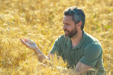Buğday tarlasında çiftçinin portresi. Çiftçi çiftlikteki buğday hasadını inceliyor. Altın buğday çiftçiliğe hazır. Çiftçilerin ektiği topraklar. Çiftçi buğday büyümesini inceliyor. Çiftlik işçisi tarlada çalışıyor